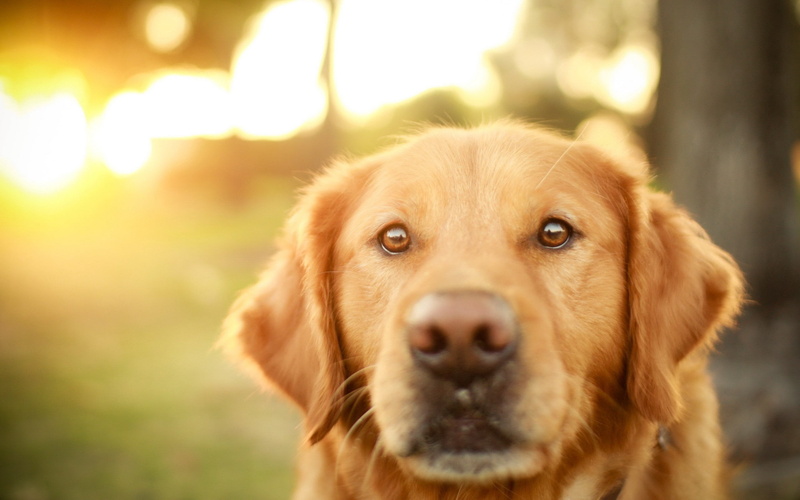 animal head, pets, retriever, fur, loyalty, adult, close-up, animals And Pets, dogs, young Animal, sunlight, animal themes, yellow, mammal, day, no People