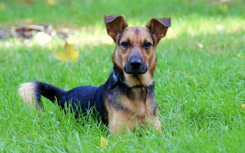 adult, plant, shepherd, animal themes, nature, field, land, green, tan, domestic animals, mammal, pets, no people, dog, animal, black, domestic, canine