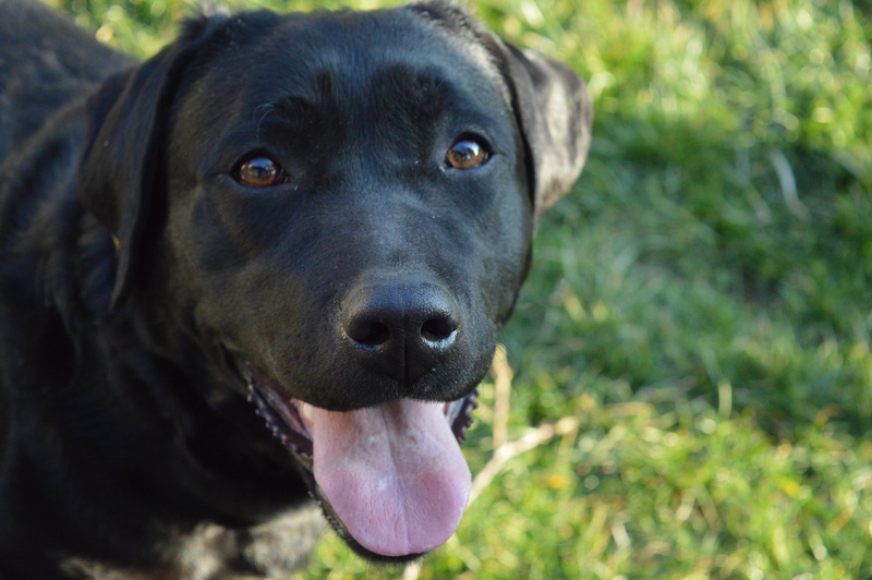 black, no people, animal, facial expression, animal body part, animal tongue, four-legged, snout, looking at camera, animal eye, outdoors, vertebrate, love
