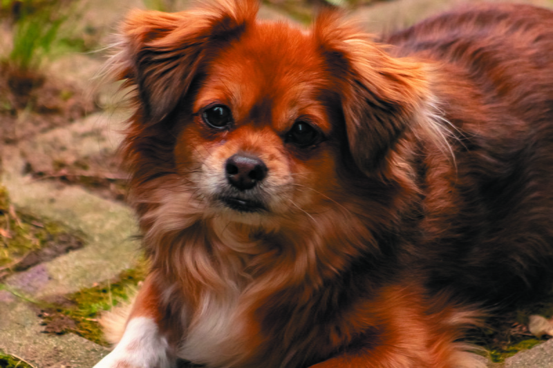animal themes, no people, brown, ear, pets, mammal, dogs, four-legged, animal head, snout, animal hair, pet, one animal, animal, cavalier king charles spaniel