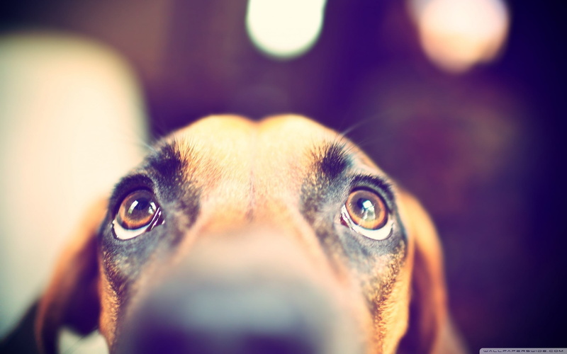 selective focus, looking at camera, brown, eyes, coated, pets, close-up, 2K, indoors, short, portrait, mammal, animals, animal body part, animal eye, dog