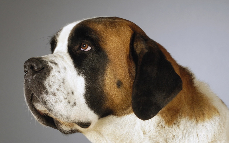 vertebrate, cute, one Animal, animal themes, st bernard, pets, animal eye, looking away, close-up, looking, sitting, spotted, animal Head, no People, profile