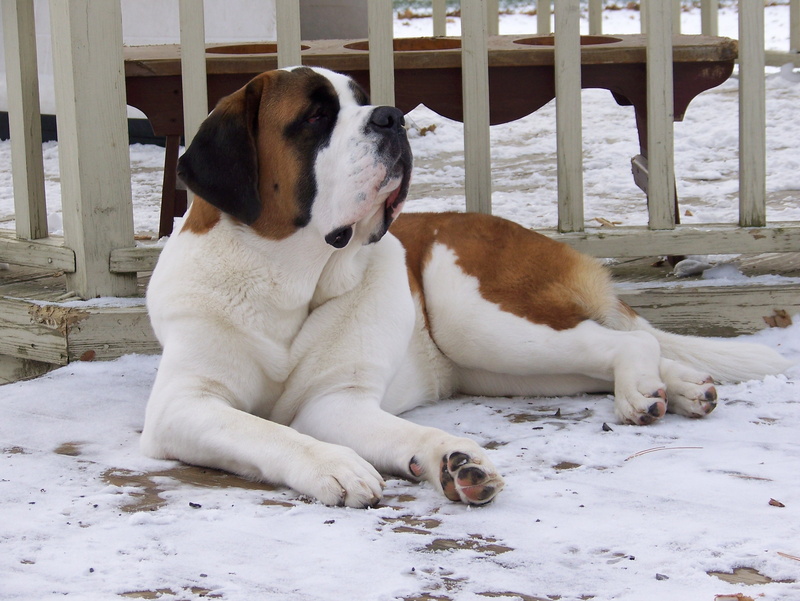 white color, winter, friendship, mammal, lying, domestic Animals, canine, purebred Dog, adult, cute, st bernard, nature, outdoors, animal themes, young Animal