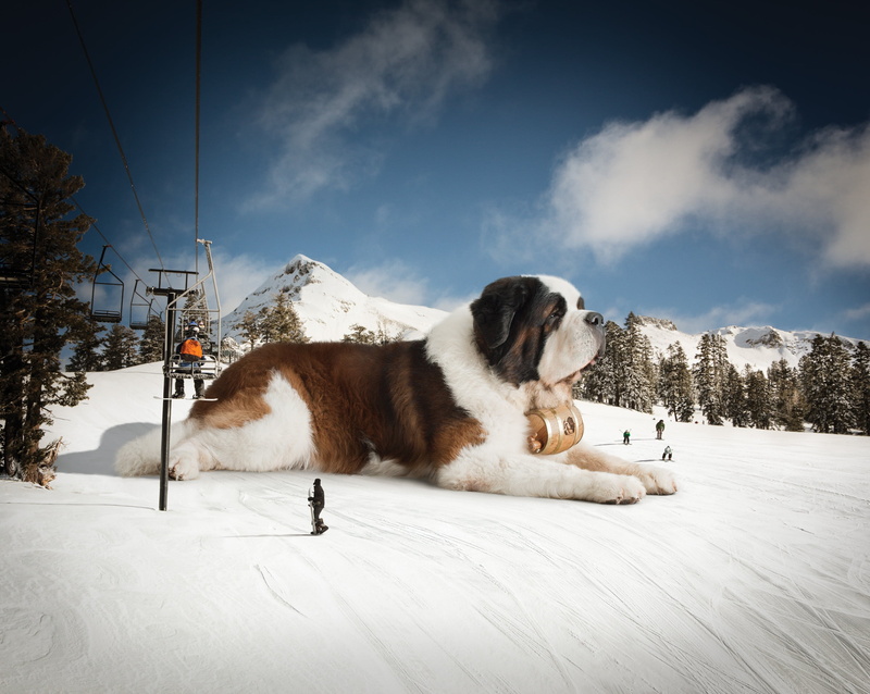 dog, sky, animal themes, waiting, white, no People, vertebrate, animal, canine, relaxation, brown, pets, mountain, domestic, 2K, adult, st bernard, huge
