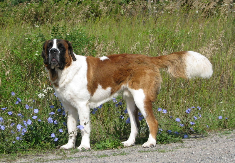 pets, grass, domestic animals, walk, saint bernard, standing, bernard, canine, full length, day, animal themes, nature, vertebrate, outdoors, domestic