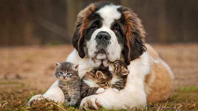 bernard, Kittens, Love, Saint Bernard, 4K, saint