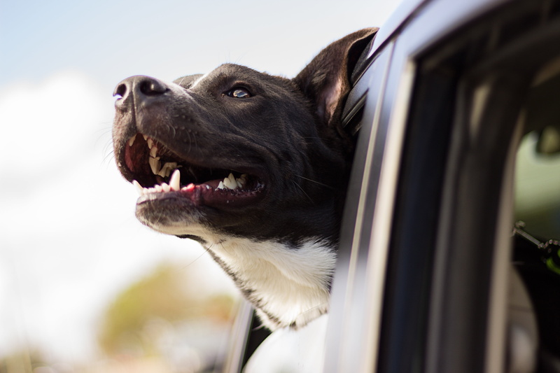 animal, no people, wind, black, dog, cute, vertebrate, day, mouth, looking, mammal, purebred Dog, pit, canine, one animal, adult, facial expression, puppy