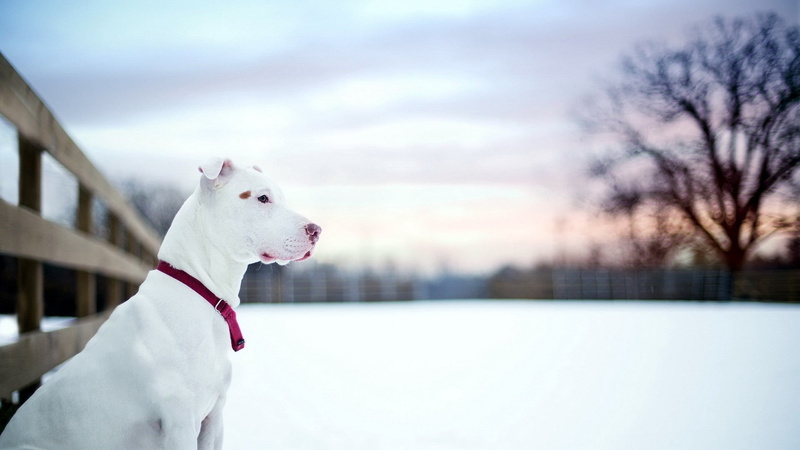 cold - Temperature, canine, white, sky, 1080P, cold temperature, domestic, pets, vertebrate, adult, ice, terrier, day, purebred Dog, snow, animal themes