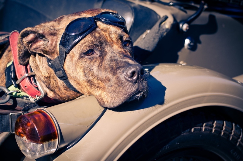 mode of Transport, glasses, domestic, animal head, domestic animals, focus on foreground, vertebrate, terrier, brindle, mode of transportation, land Vehicle