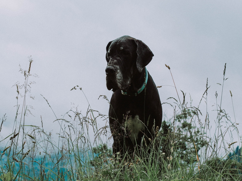 dane, animal themes, pets, sitting, great, domestic animals, muzzle, plant, portrait, adult, retriever, nature, labrador retriever, vertebrate, great dane