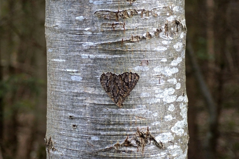 romantic, textured, romance, trunk, loyalty, carved, coniferous tree, tribe, forest, relationship, animals in the wild, old, heart, no people, plant, symbol