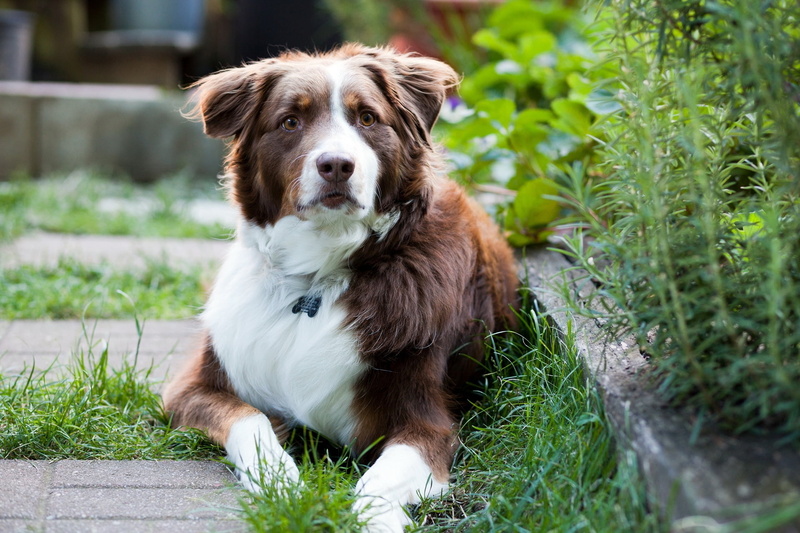 brown, cute, green Color, vertebrate, animal Tongue, outdoors, animal, collie, plant, purebred Dog, lie, collar, one Animal, shepherd, dog, portrait, adult