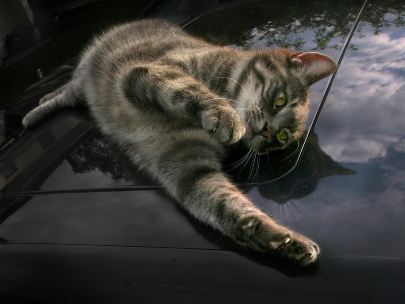bored, kytty, cute, 1080P, animals