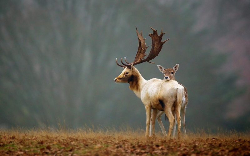 autumn, antler, deer, cute, animal themes, standing, reindeer, herbivorous, outdoors, quality, mammal, animals in the wild, full length, high