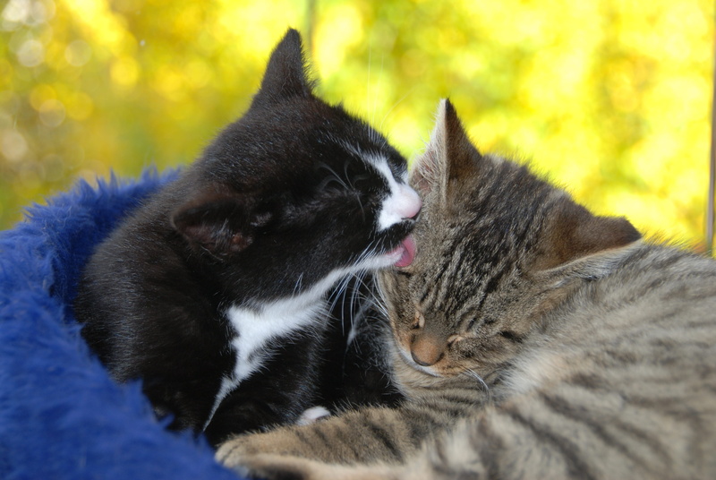 animal, domestic Cat, close-up, vertebrate, mammal, one animal, nature, sleeping, no people, cute, resting, whisker, feline, Clean, young Animal, mouth