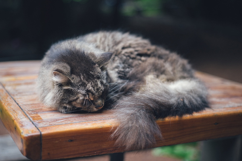 feline, seat, young Animal, animal wildlife, close-up, cute, outdoors, animal, one animal, paw, animals, pets, cat, fur, vertebrate, focus on foreground