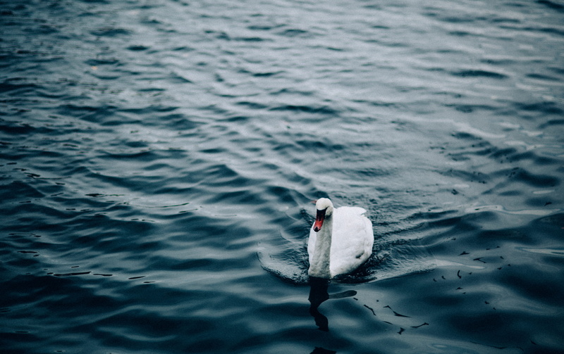 rippled, contrast, swam, no people, swimming, reflection, 5K, swim, marine, waterfront, water, wake, wave, sunlight, animal themes, body, bird, providence