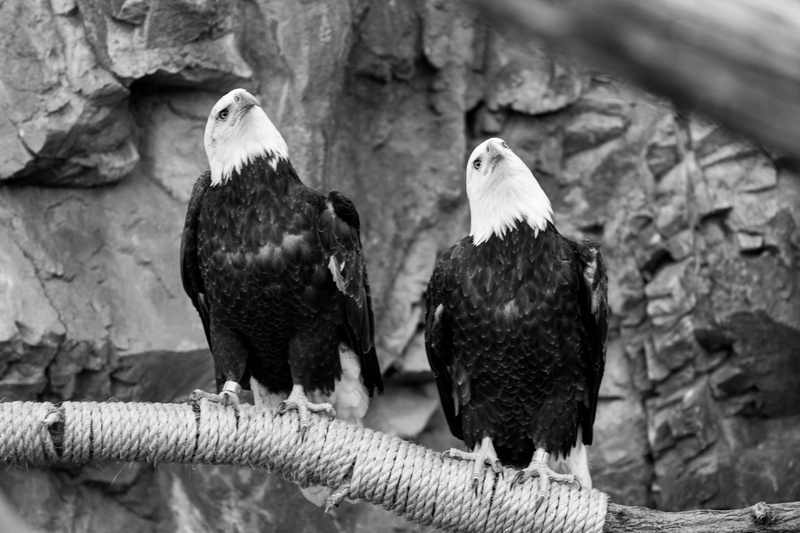 black and white, birds of prey, bird of prey, nature, close-up, bird, day, vertebrate, birds, eagle, group of animals, street, animal wildlife, confused