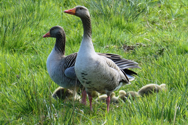 goose, birds, animal, animals in the wild, 2K, animal world, meadow, small, water bird, animal themes, geese, chicks, water birds, alert, outdoors, bird