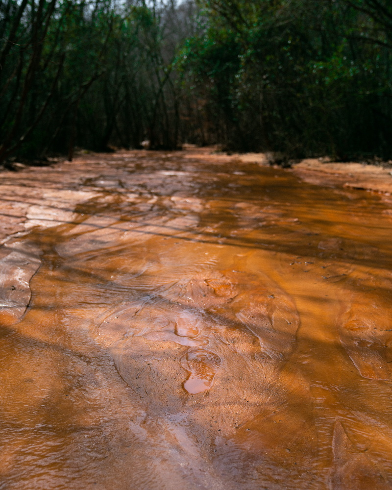 plant, forest, foot, river, rain, providence canyon, trees, direction, stream, path, usa, day, outdoors, scenics - nature, 5K, wet, step, nature, non-urban scene