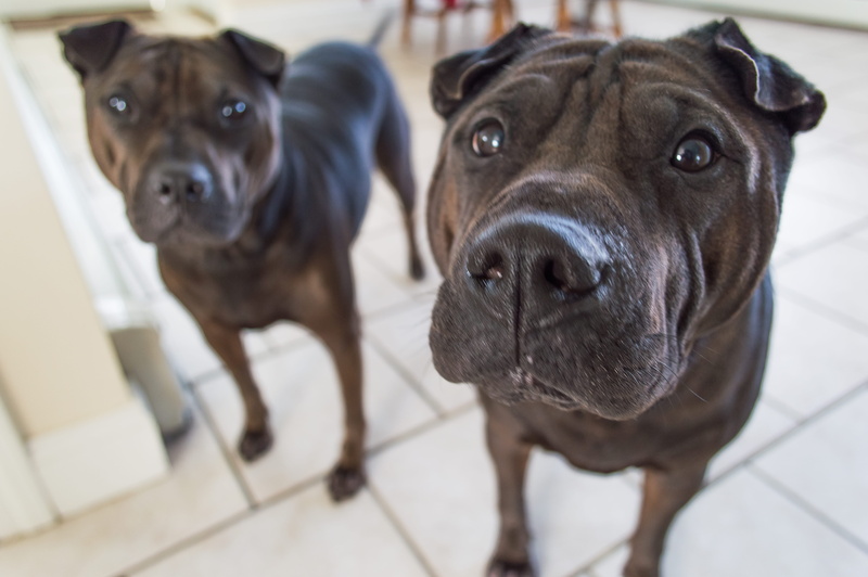 one animal, looking, brother and sister, mammal, day, domestic, domestic animals, looking at camera, love, animal, focus on foreground, puppies, 5K, canine