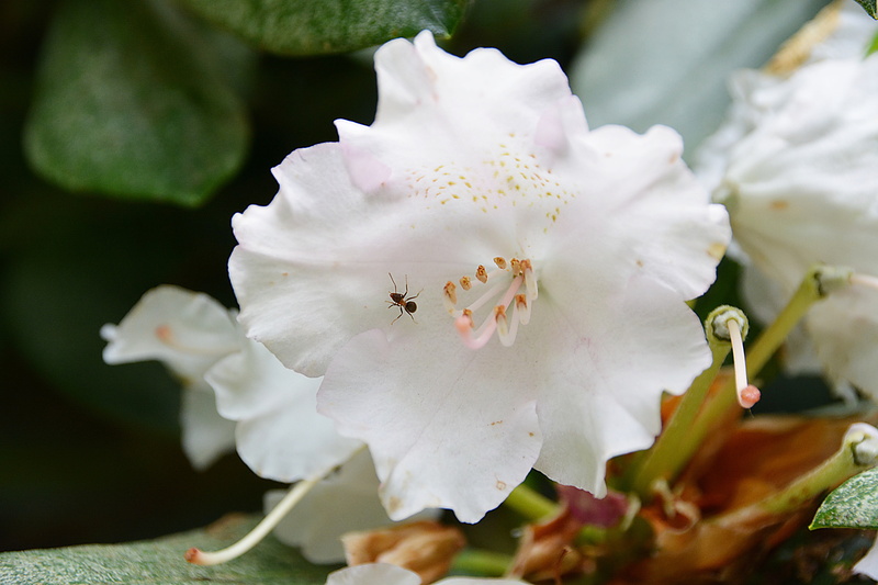 inflorescence, vulnerability, insect, flora, freshness, no people, petal, flower head, invertebrate, white flower, blossom, 5K, nature, flowering, selective focus