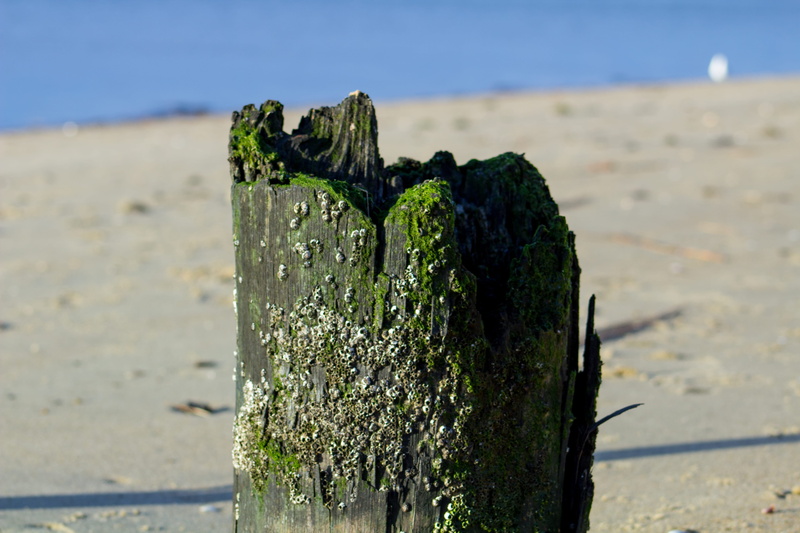 beauty in nature, nature, 5K, rhode island, wood, water, green color, tranquility, wood - material, ri, beach, pier, sunny, riverside, plant, sand, post