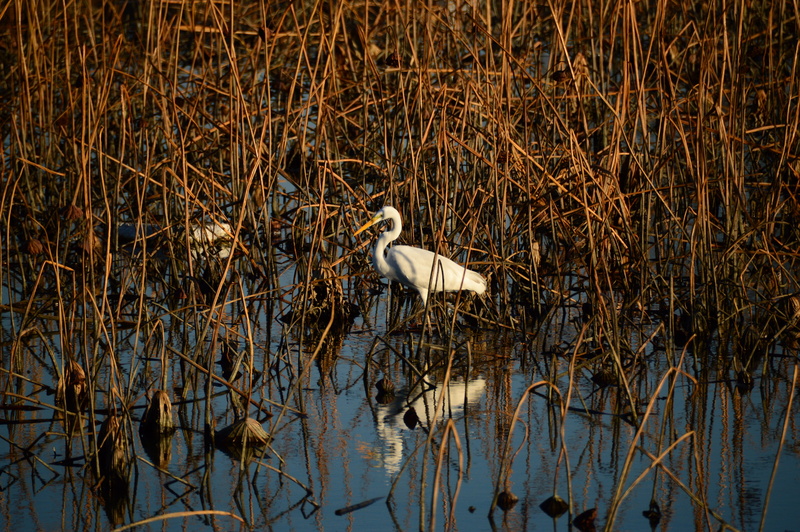 day, animal themes, water bird, waterfront, swamp, water, new, Stork, vertebrate, Animal, egret, white color, animal wildlife, 5K, one animal, outdoor
