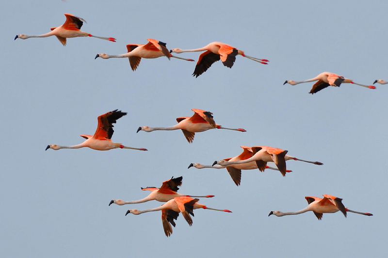 phoenicopterus, photos, species, american, cm, greater, 1080P, flamingo, related, closely, large, chilensis, flying, chilean