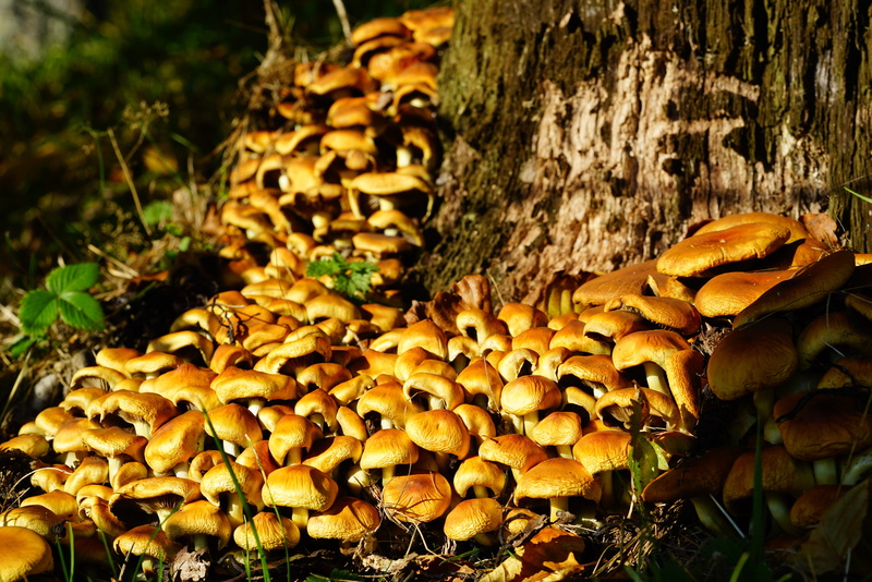 close-up, nature, wood - material, day, no people, growth, toadstool, selective focus, fungus, forest, strophariaceae, field, mushrooms, 8K, träuschling related