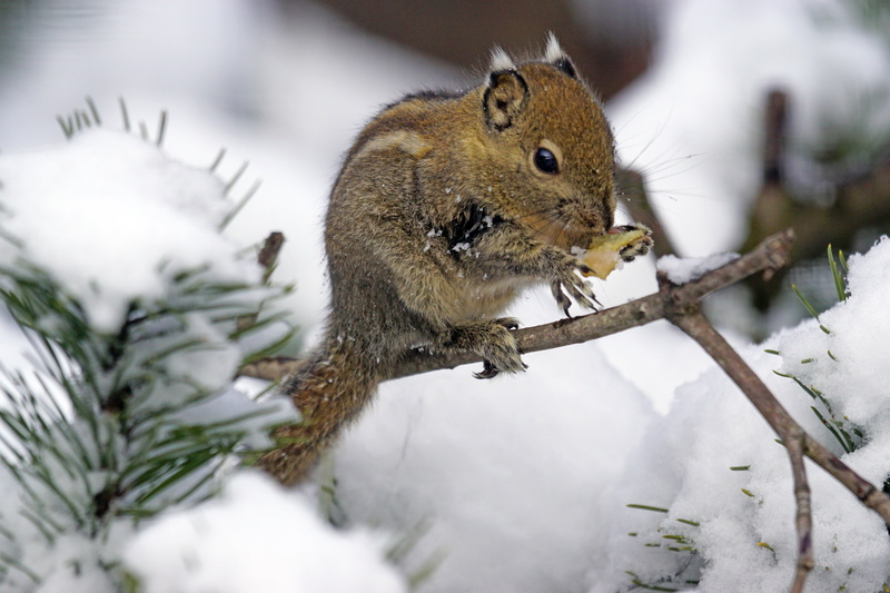 chipmunk, snow, squirrel, no people, animal themes, full length, vertebrate, tamiops, one animal, rodent, outdoors, day, nature, animal wildlife, plant
