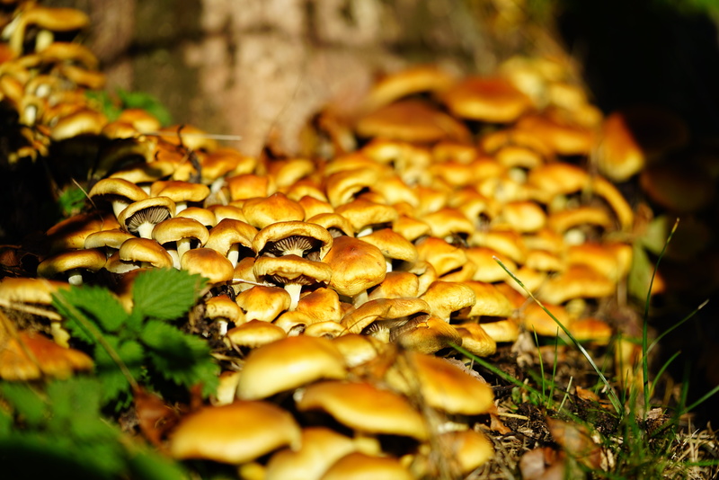 nature, mushrooms, growth, close-up, no people, day, fungus, leaf, surface level, galerina, fragility, plant, strophariaceae, mushroom, toadstool, 8K