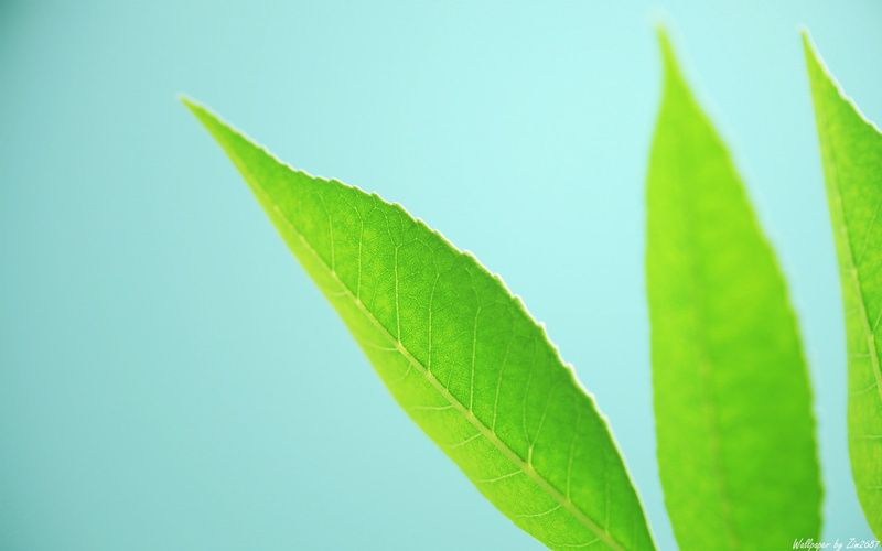 1080P, leaf  bug, green