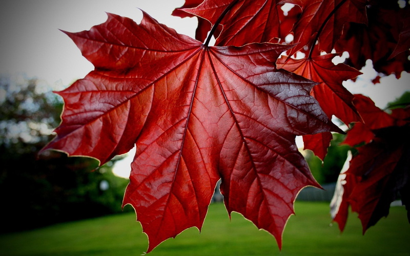 leaf  bug, 2K, nature