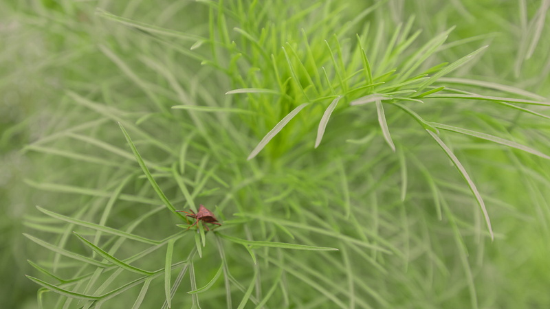 beauty in nature, insect, one animal, close-up, 1080P, bug, animals in the wild, invertebrate, leaf, beetle, plant part, animal, ladybug, growth, plants