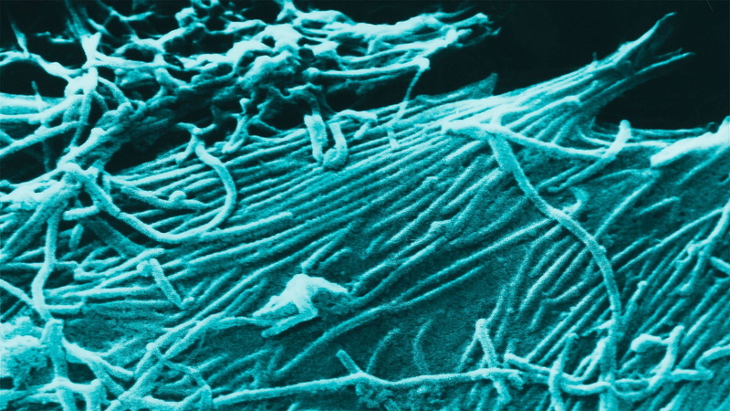 dark, 1080P, horror, medical, ebola, virus