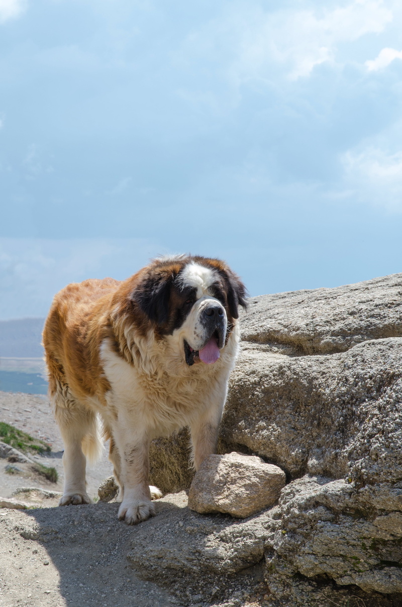 animal, portrait, sky, one animal, domestic, solid, dog, shepherd, nature, vertebrate, rock, pets, animal themes, 4K, caucasian, domestic animals, cloud - sky