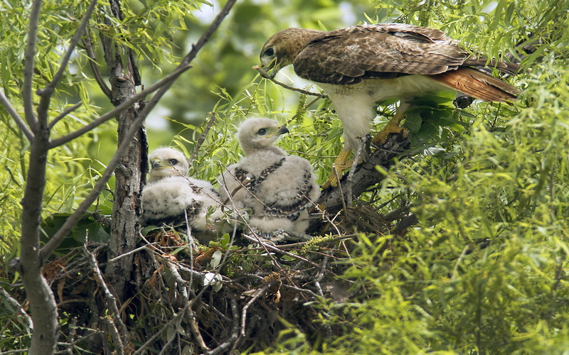 animal family, beginnings, bird, leggett, tree, chick, 4K, day, venture, no people, nature, animal themes, gosling, young bird, five animals, vertebrate