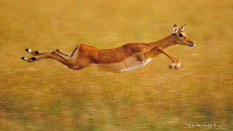 Animals, kenya, leaping, 2K, impala, reserve, mara, masai