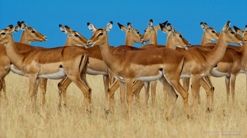 kenya, Animals, reserve, 2K, impalas, masai, mara