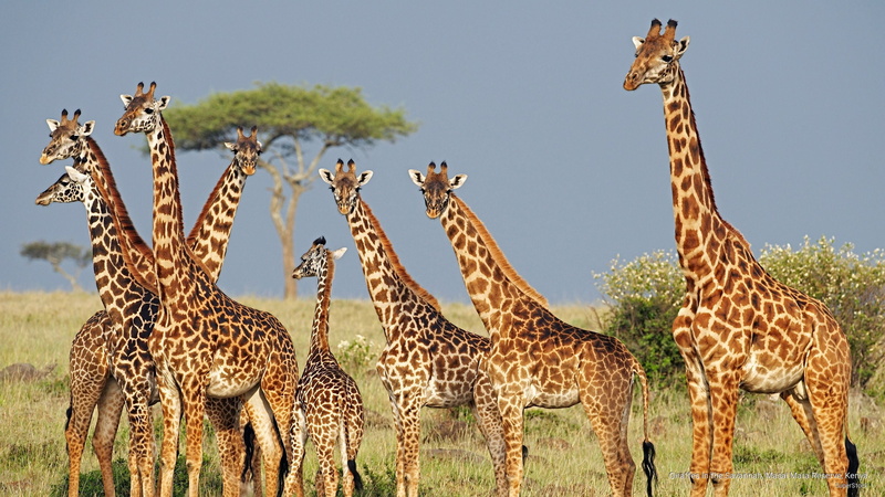 kenya, reserve, masai, savannah, giraffes, 2K, Animals, mara
