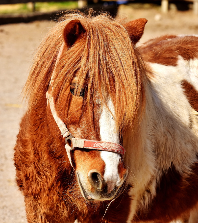 livestock, no people, one animal, animal themes, domestic, mammal, herbivorous, small horse, 4K, funny, bridle, brown, day, outdoors, working animal, animal head