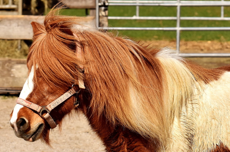 horse, domestic animals, small horse, barrier, domestic, animal, nature, play, seahorses, no people, in the case of commercial use, animal hair, focus on foreground