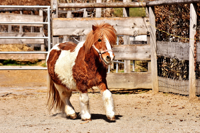 vertebrate, domestic, sweet, nature, animal, in the case of commercial use, horse, field, mane, small horse, good aiderbichl, day, seahorses, herbivorous