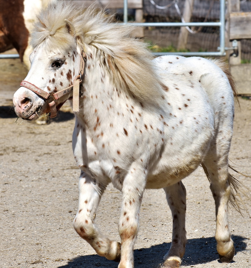 nature, in the case of commercial use, domestic animals, herbivorous, small horse, mammal, play, barrier, working animal, standing, good aiderbichl, fence