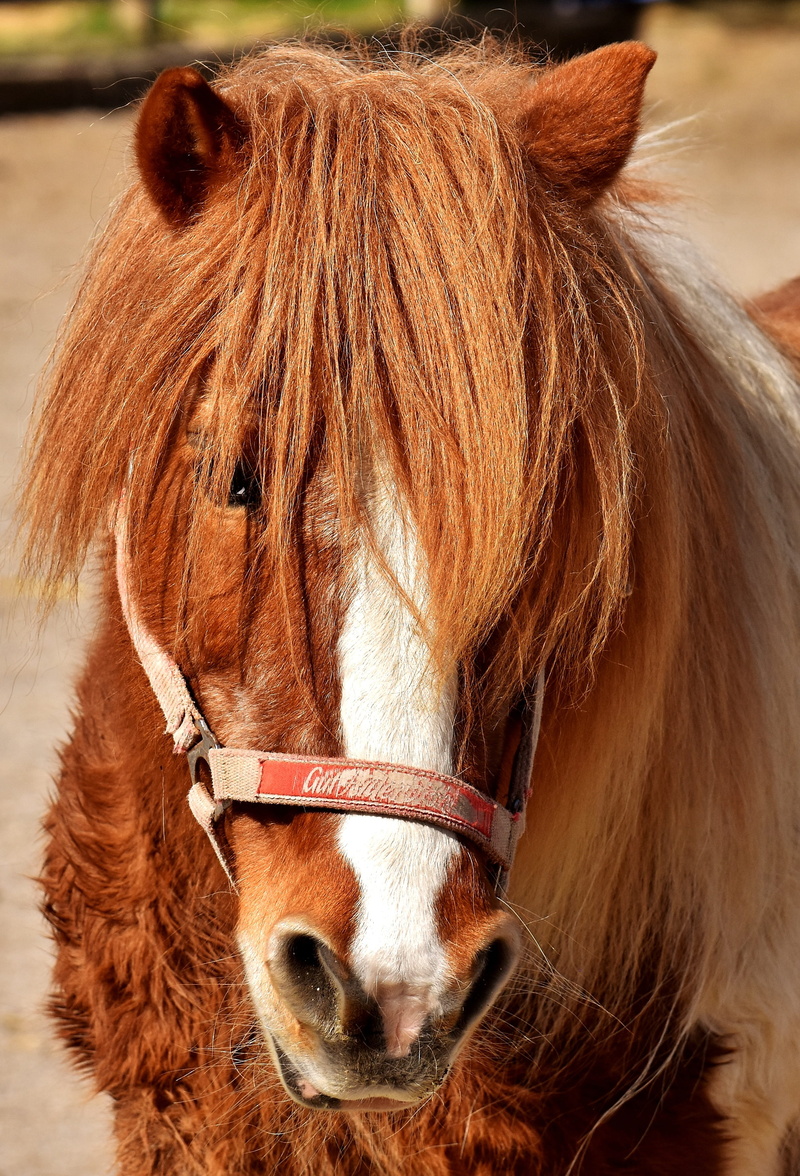 nature, mane, pets, bridle, livestock, hair, pony, brown, small horse, animal eye, animal head, close-up, day, no people, animal wildlife, play, animal hair