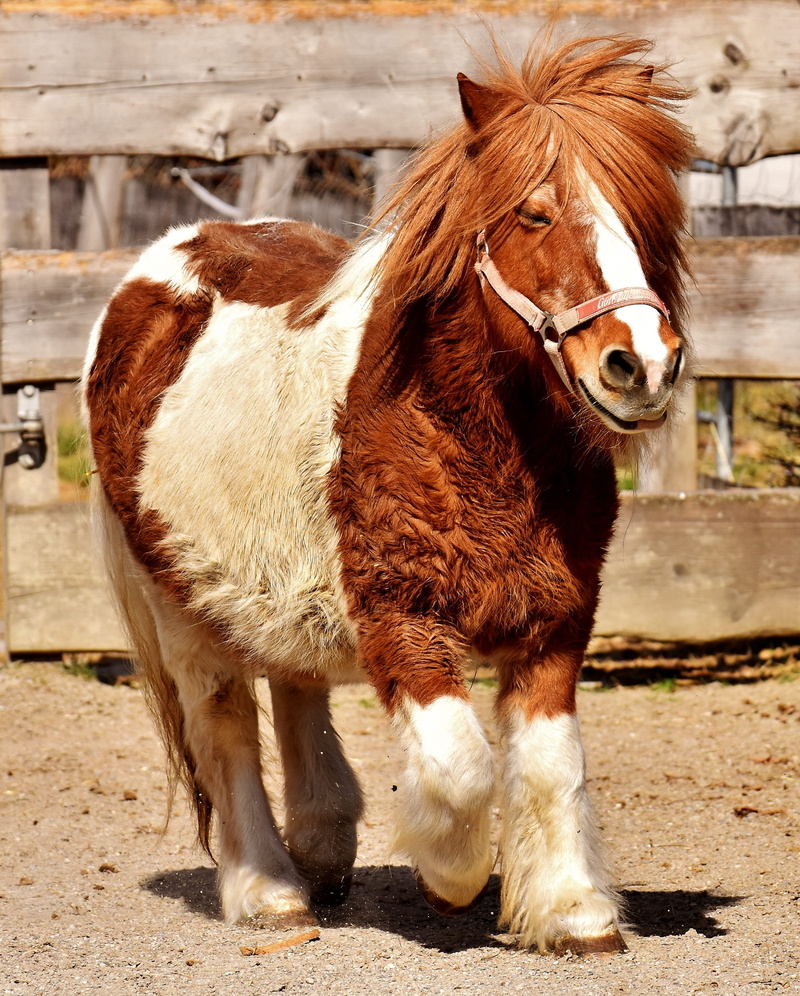 vertebrate, funny, day, small horse, mane, animal, animal head, domestic, mammal, pets, field, 2K, outdoors, in the case of commercial use, animal wildlife
