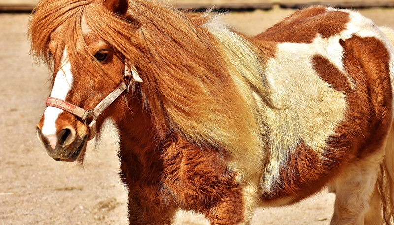 seahorses, brown, focus on foreground, sunlight, domestic animals, domestic, outdoors, livestock, animal themes, mane, 5K, horse, mammal, animal eye, close-up