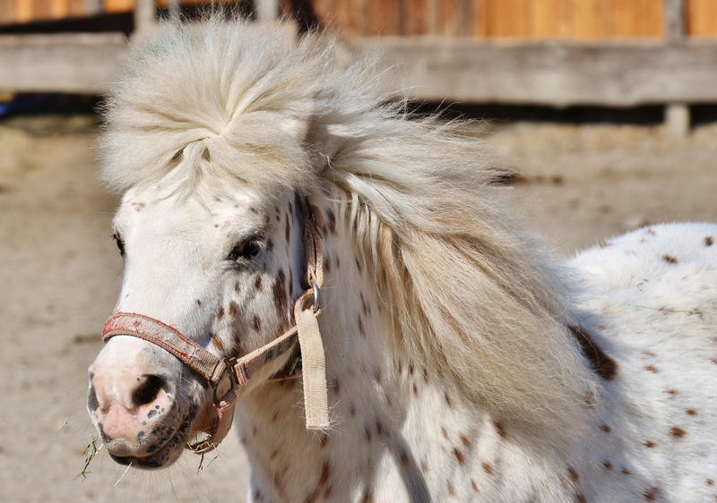white, sweet, 4K, cute, approval, brown, nature, pony, horse, white color, photography, working animal, mold, good aiderbichl, no people, funny, selective