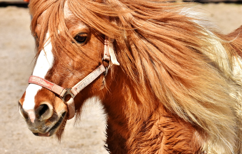 bridle, animal hair, animal eye, horse, small horse, good aiderbichl, domestic animals, pets, mammal, nature, cute, 2K, animal themes, vertebrate, sweet